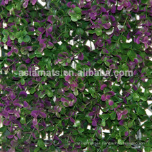 Sunwing boxwood edge hedge purple